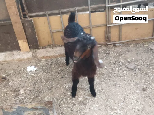 سخله للبيع