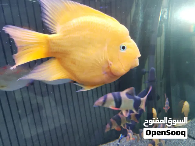 أسماك أمريكي أحجام كبيره