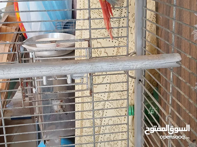 ذكر جرين شيك شغال 100% مع فحوصات طبية