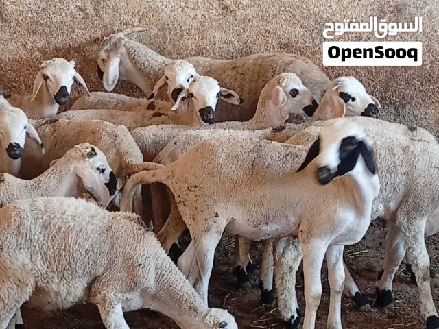 صردي سطات لي خاصو شي حاجا يتصل علي الارقام الظاهره
