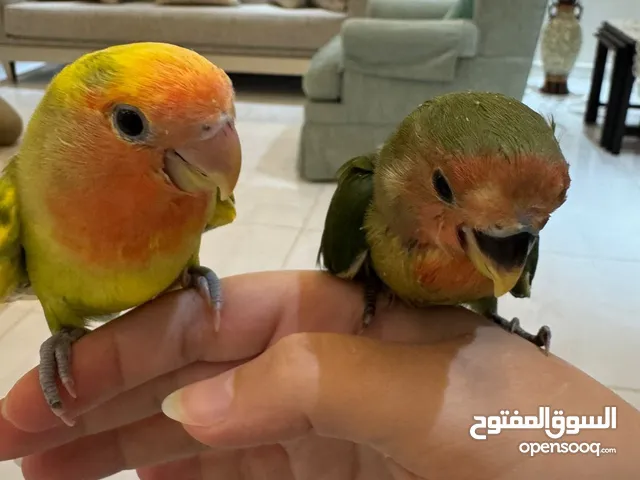 طيور روز 2 للبيع