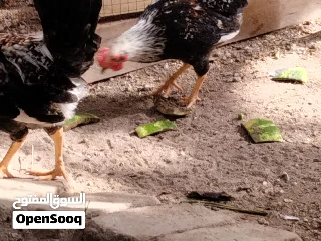 ديك دندراوي