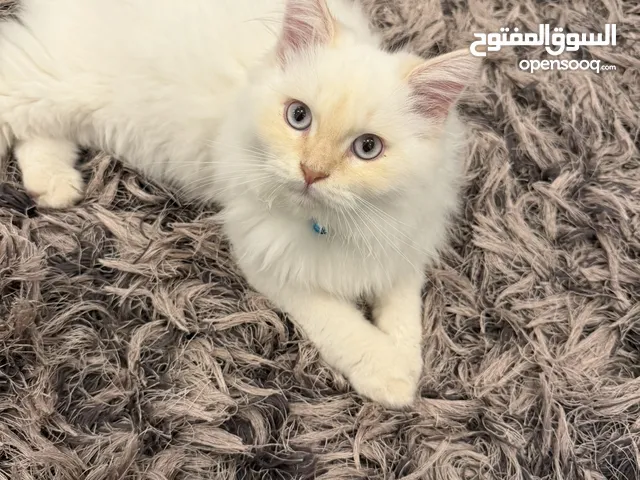 قط للتبني هيملايا