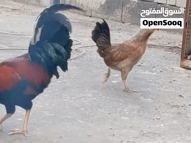 دجاج للبيع