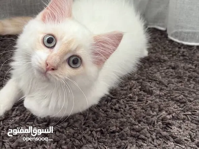 قط للتبني ،،عمره 4 اشهر، لعوب جدًا و مرح يحتاج تطعيم كمان 2 اسبوع