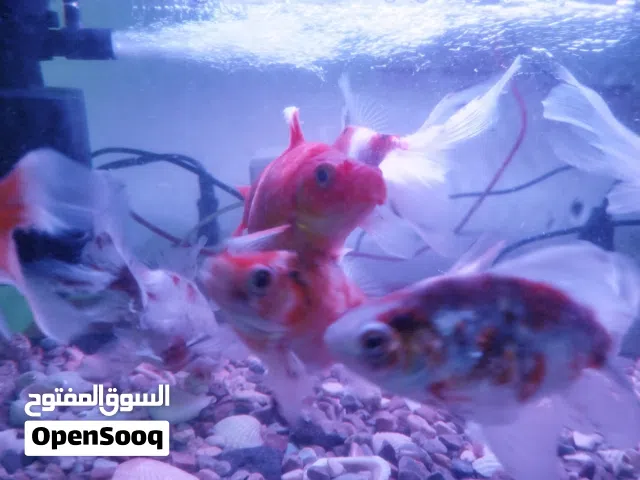 حوض سمك للبيع