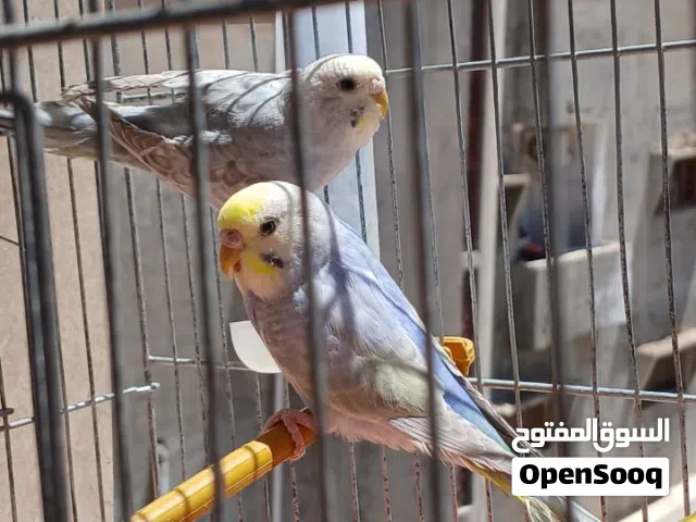 كوبيه بقلنيو رينبو لون ماشاءالله