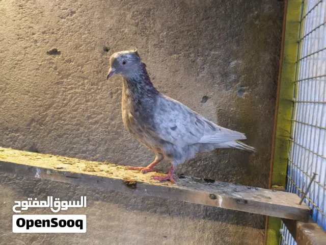 مطلوب زواجل اجكد عندك اشتري بس كون قوايات مو عادي
