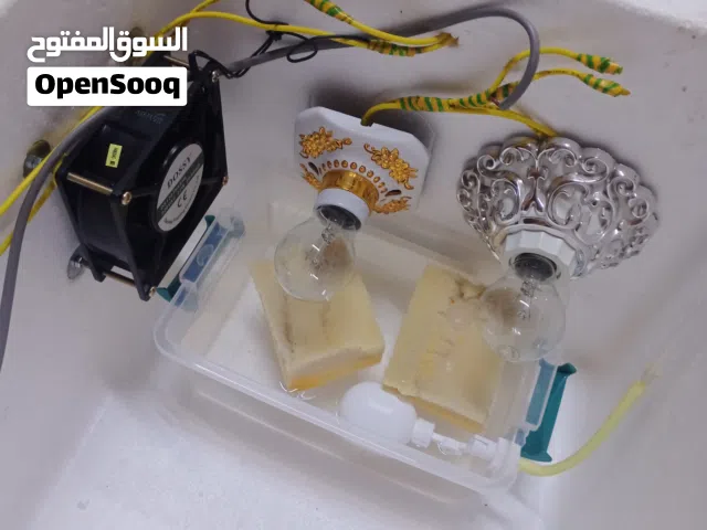 عمل فقاسات بيض الدجاج