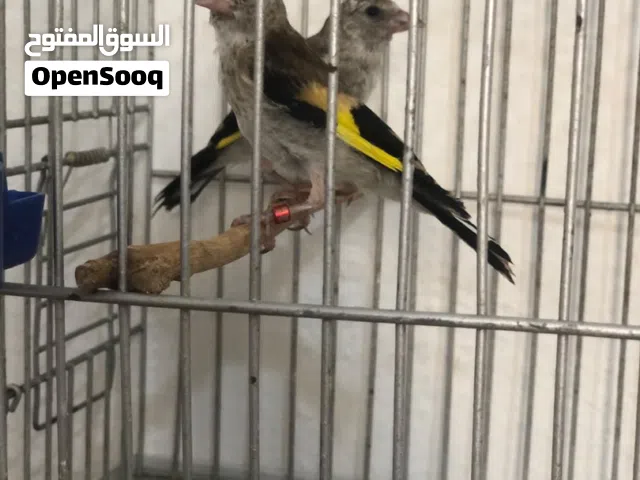 متااح فراخ الحسون مخوصات من  انتاجبي