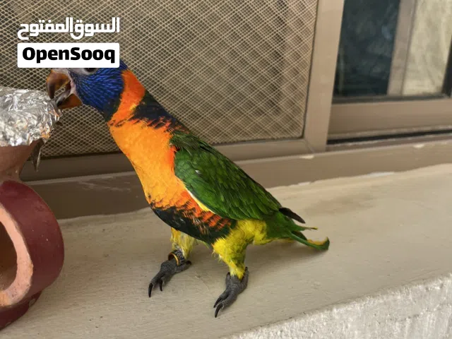 البيع لوري صغير في العمر