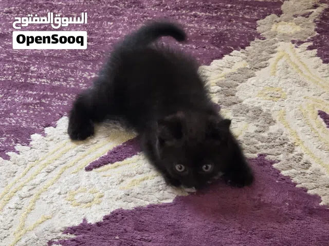 للبيع قطتين ذكر وأنثى البيع مع بعض