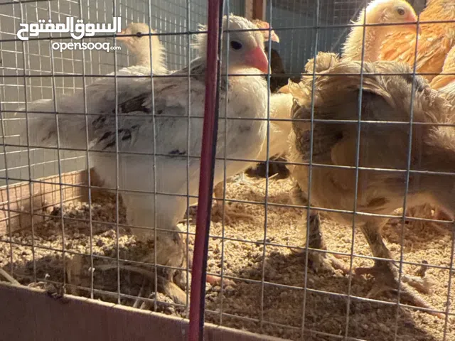 فروخ دياي براهمة جامبو