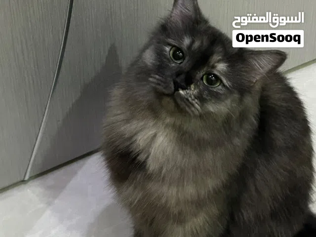 قطة شيرازية