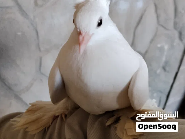 ذكر وأنثى شقلباظ اسباني للبيع