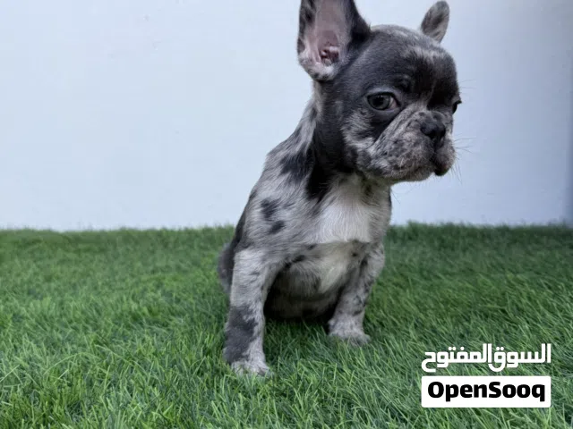 French Bulldog Puppies