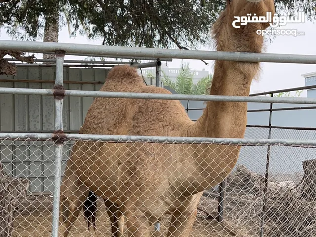 ناقه سمين حايل للبيع