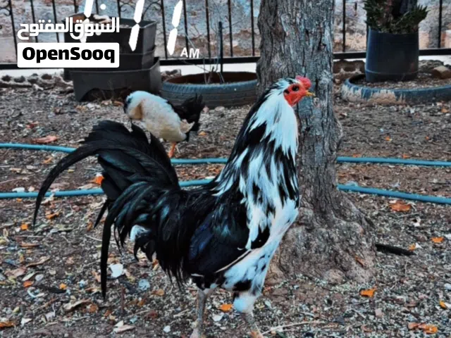 ديك البوطاني