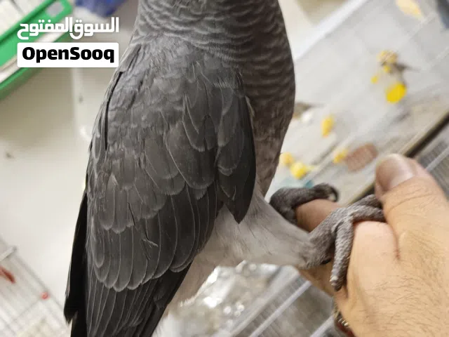 فرخ ببغاء تيمنا انتاج اردني عين سودا
