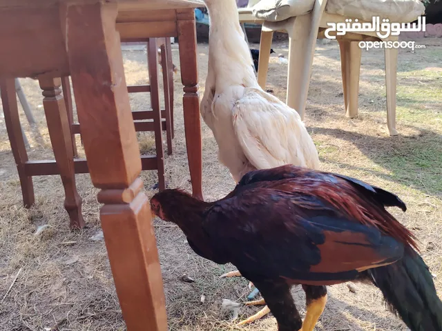 دجاج هراتي للبيع