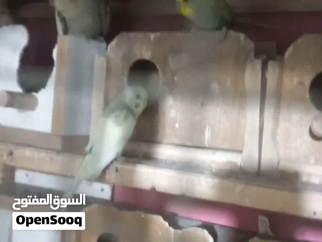 زوج كوكتيل وطيور حب 4 ازواج