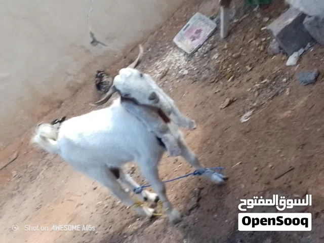 السلام عليكم  ادكرو الله  جدي للبيع المكان تاجوراء