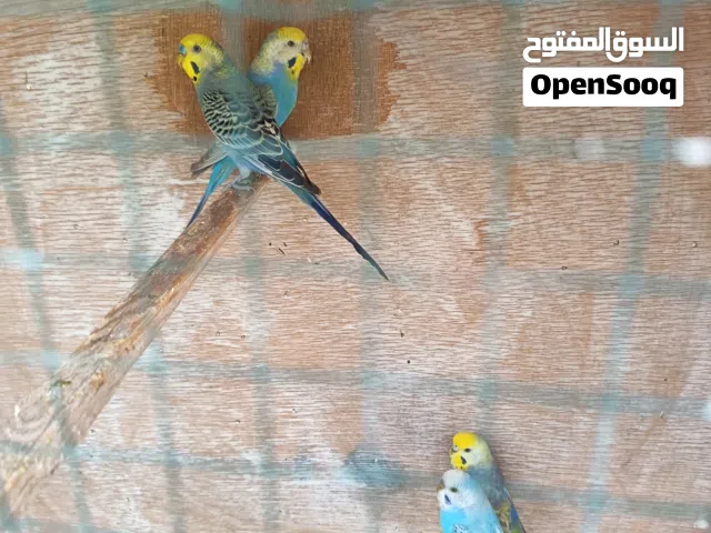 طيور حب زوجين وتك