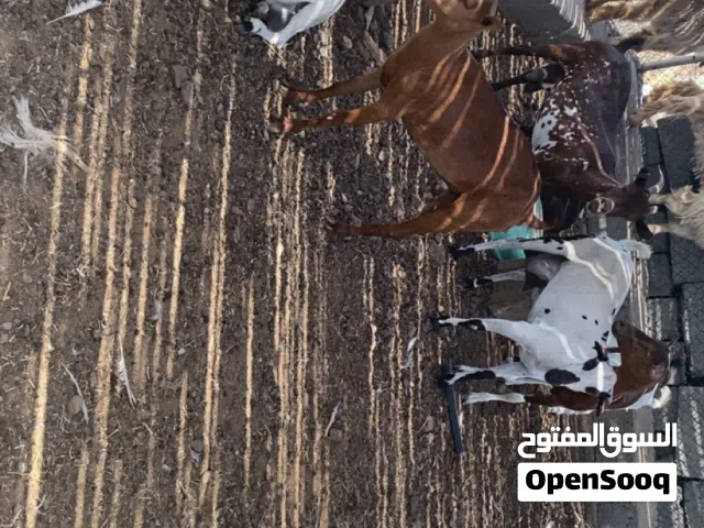 اغنام صلاليه
