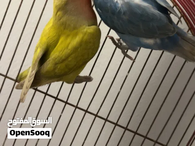 كوبيه روز ربي يبارك على دحي سعرهم 200د ريش غير قابل للنقاش سعر كزيوني