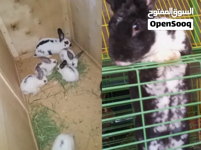 كوم ارنب  ذكر ركس اصلي  ذكر هجين بابيون  5 فرااخ هجين بابيون