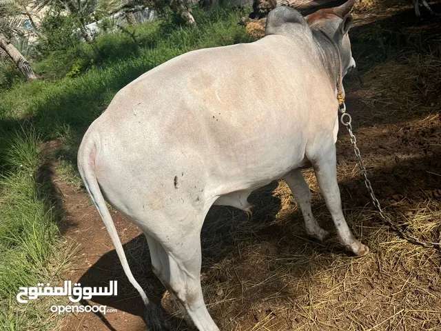 ثيران للبيع مطعومات