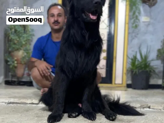 جيرمن شيبرد ريل بلاك