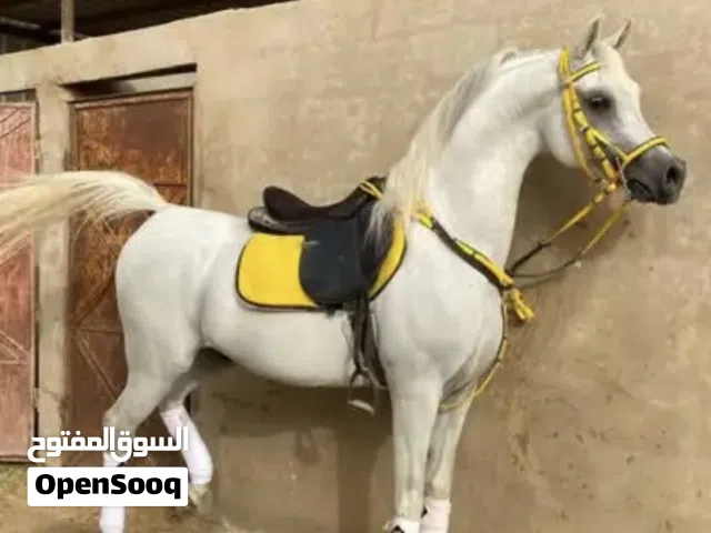 مهر عربي اصيل حفيد أبطال