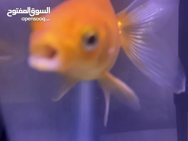cute little fish