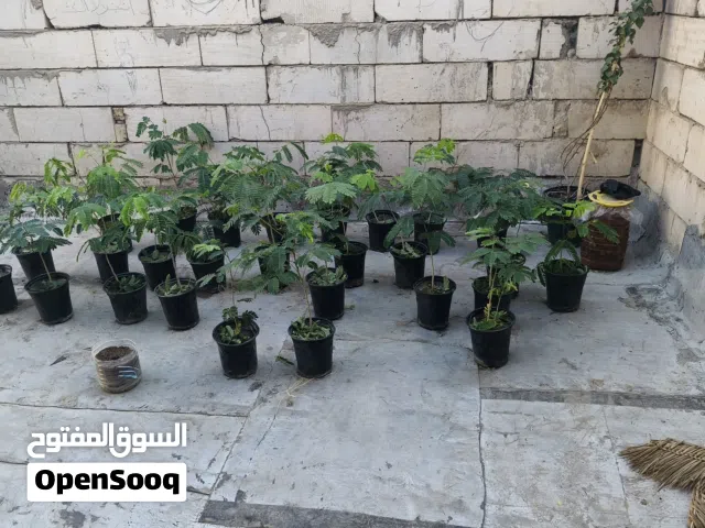 البيزيا ب 4الف