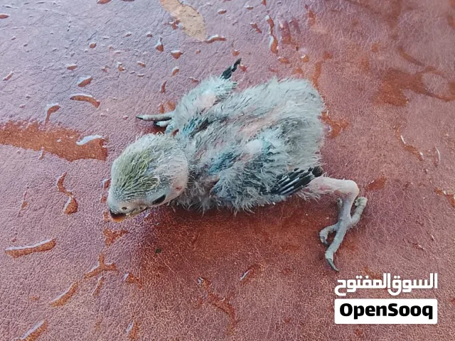 للبيع 4 فراخ روز صغيرة