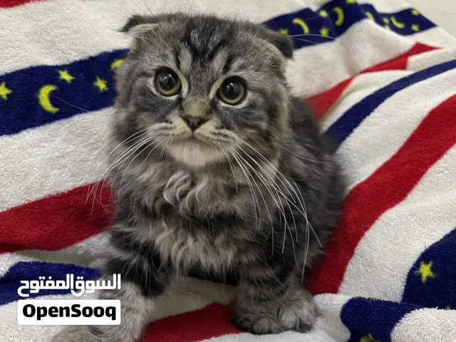 Scottish Fold Long Hair 2 Tone (Female) 4 Months Old