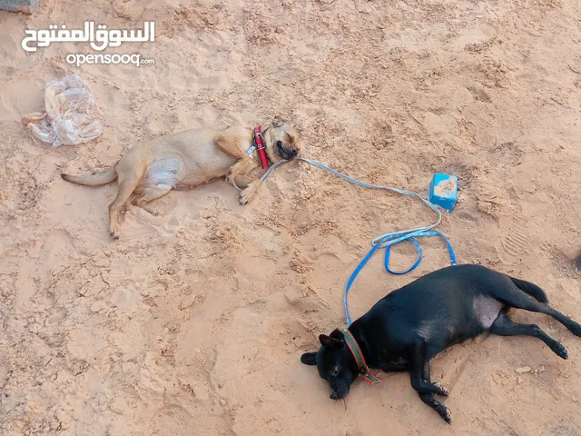 كلاب اتشواو للبيع أو التبديل انثي كيف مكسبه