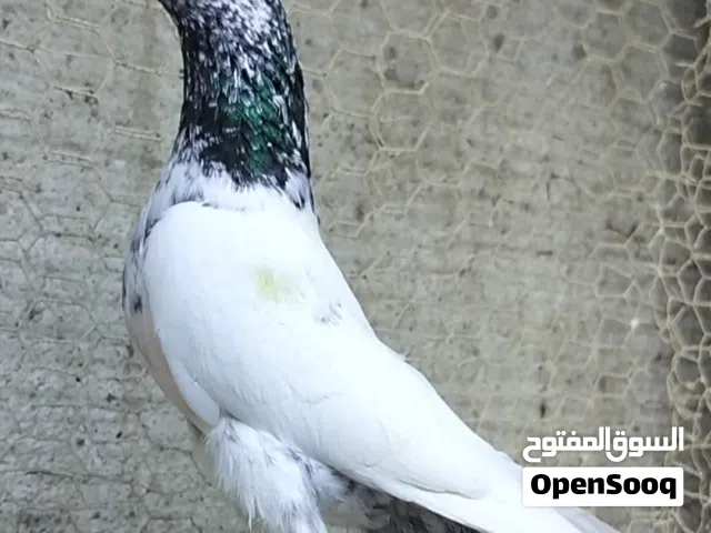 Pakistani pigeon
