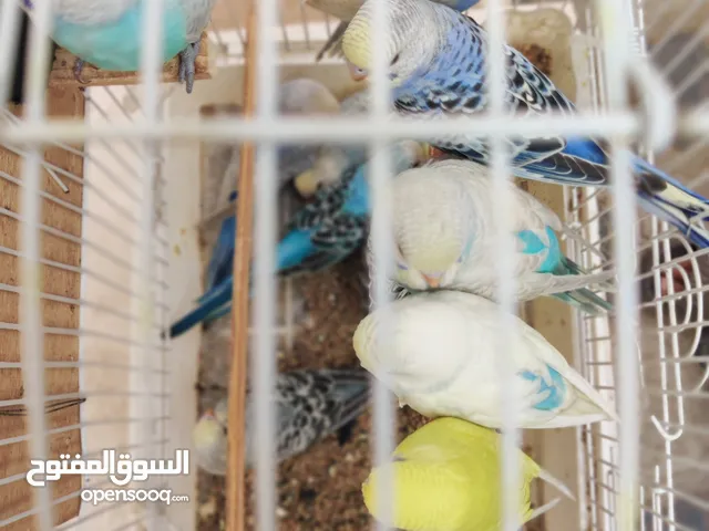 بادجي شباب للبيع ب1000 ريال
