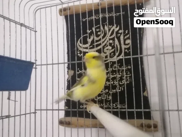 كناري ذكر وانتي مشاء الله للبيع