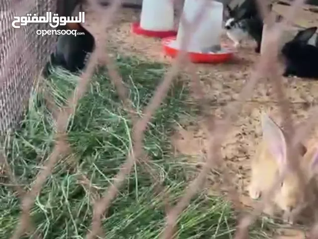كوبيات أرانب المانى درجه اولى