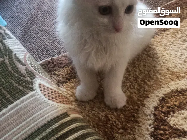 قط للبيع انغورا تركي