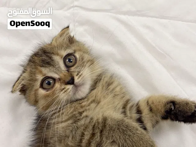 قطة سكوتش فولد انثى العمر شهرين و3 اسابيع واللون بني جميل ومميز قطة وصحتها ممتازه