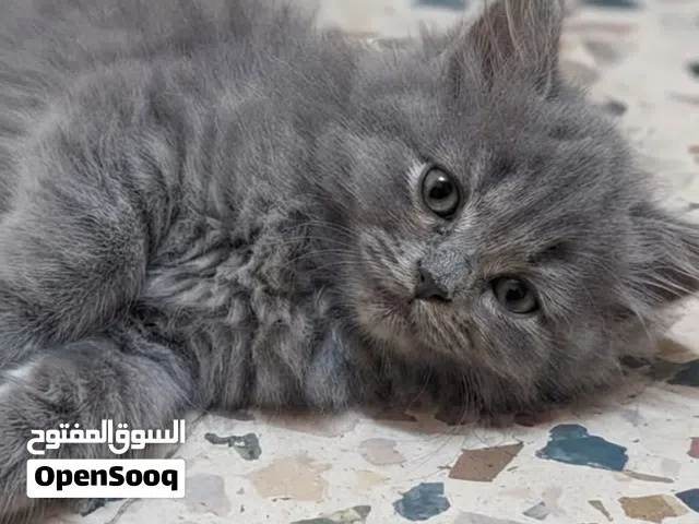 قطة شيرازي مون فيس جميلة ونشيطة للبيع