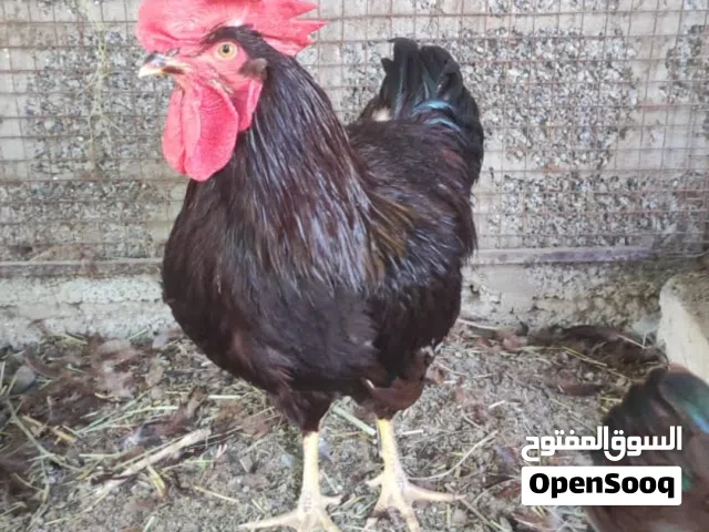 ديك عسلي جاهز للانتاج