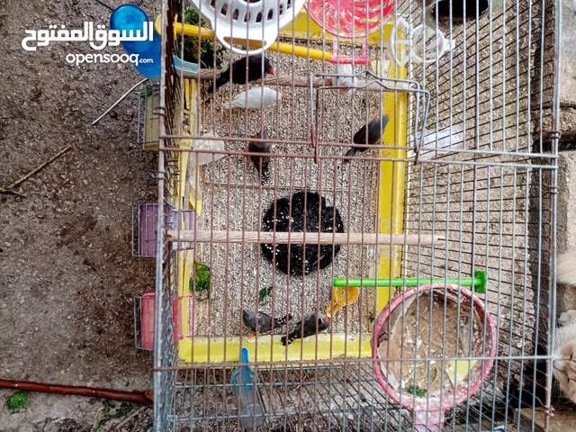 تشكيلة طيور للبيع