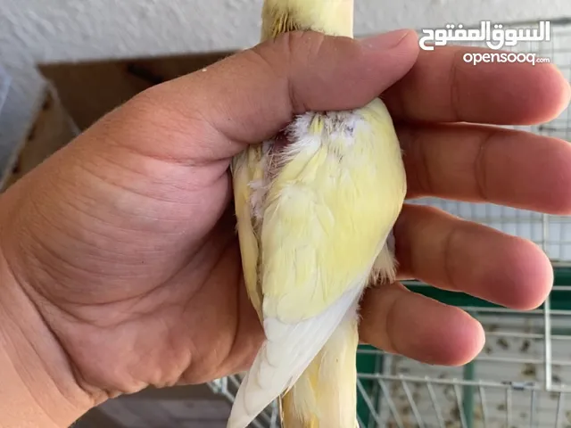 طيور مشكلة للبيع روز كوكتيل