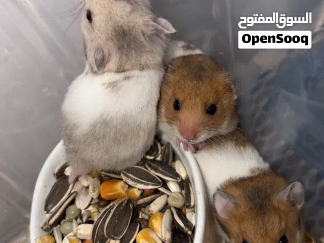 هامسترات سورية