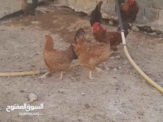 دجاج بياض شي فرنسي بيور وشي هجين فرنسي عماني